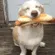 HC_Hotdog