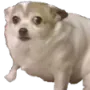 smolconcern
