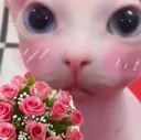 binguslove