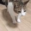 Cat_Die