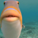 walterFish Discord emoji