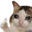 SadCatOK
