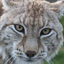 lynx