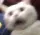 catscared
