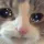 cat_cry