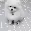 qt_dogo