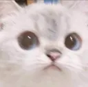 zMwkittystare