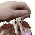 petthewendigo