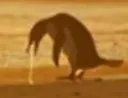 pukeythepenguin