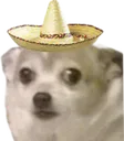 perro