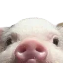 pigepeek pigepeek