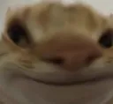 catwat