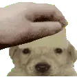 pat2