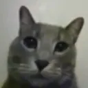 pussy pussy