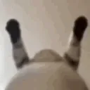 v_catbelly