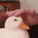 duck_pat