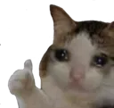 thumbsUpCat