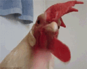 w_emtoemeatflapcock