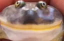 frog Discord Emoji
