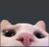 molurk molurk