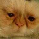 Cat Dead CatDead Discord Emoji