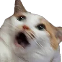 cat_surprise Discord Emoji