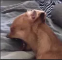 pain_max