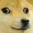 dumb_doge