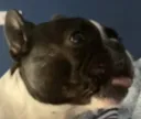 AmigaMlep