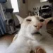 glopnarANIMATED
