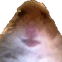 Hamstare
