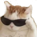 Cool Cat coolcat Discord Emoji