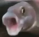 Pogfish PogFish Discord Emoji