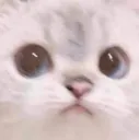 CatYikes Discord Emoji