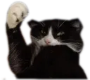 bigleyCURSE