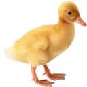 ducc