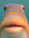 Fish Discord emoji