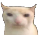 bruhcat