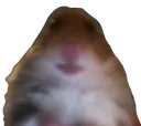 hamsterstare hamsterstare