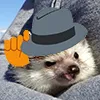 tipsfedorahedgehog