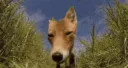 FoxMoment