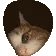 CatPeek