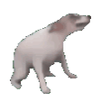 donmiwPerrito Discord emoji