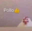 pollo