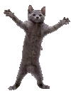 CatDance
