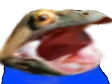 peepo peepo