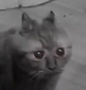 860554465269383229.png