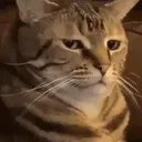 disgust_cat Discord Emoji