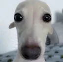 dongshlong
