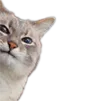 CatPeek